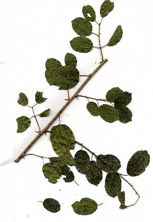  (Combretum microphyllum - RL1662)  @11 [ ] Copyright  Unspecified Unspecified