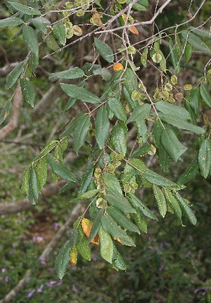  (Combretum sp. nov B - Styles DCA 3312)  @11 [ ] Unspecified (default): All Rights Reserved  Unspecified Unspecified
