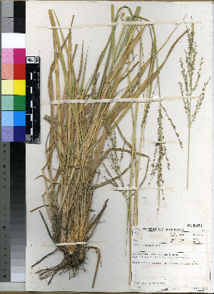  (Panicum infestum - Ellis_RP_5246)  @11 [ ] No Rights Reserved  Unspecified Unspecified