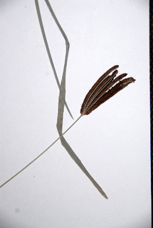  (Eustachys paspaloides - KNP158)  @11 [ ] Unspecified (default): All Rights Reserved  Unspecified Unspecified