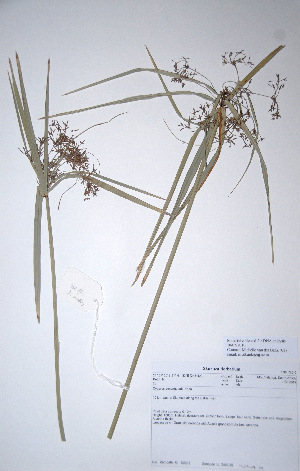  (Cyperus sexangulare - KNP187)  @11 [ ] Unspecified (default): All Rights Reserved  Unspecified Unspecified