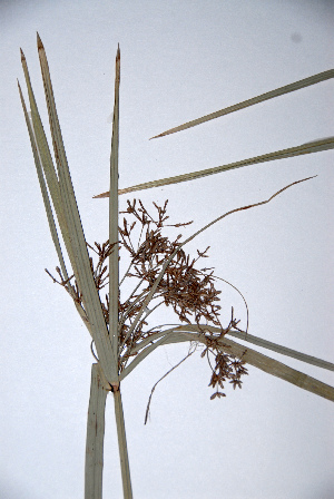  (Cyperus sexangulare - KNP187)  @11 [ ] Unspecified (default): All Rights Reserved  Unspecified Unspecified