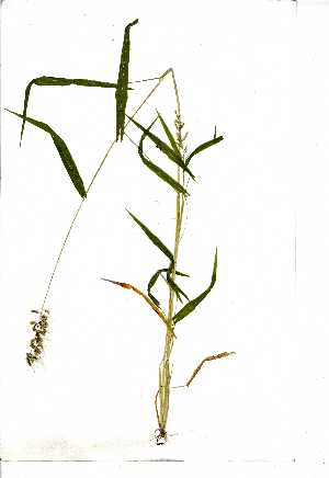  (Setaria sagittifolia - OM0698)  @11 [ ] Copyright  Unspecified Unspecified