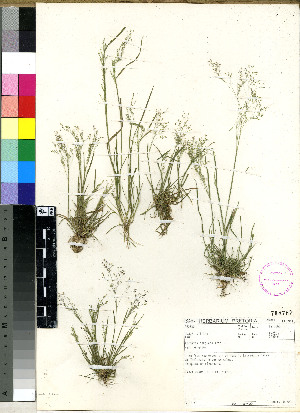  (Agrostis bergiana - PRE302)  @11 [ ] No Rights Reserved  Olivier Maurin University of Johannesburg