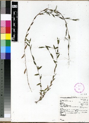  (Panicum parvifolium - PRE477)  @11 [ ] Unspecified (default): All Rights Reserved  Unspecified Unspecified
