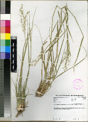  (Panicum lanipes - PRE495)  @11 [ ] No Rights Reserved  Unspecified Unspecified