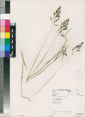  (Sporobolus congoensis - PRE554)  @11 [ ] No Rights Reserved  Unspecified Unspecified