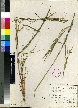  (Heteropogon melanocarpus - Venter_F_4364)  @11 [ ] No Rights Reserved  Unspecified Unspecified