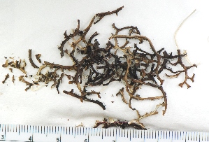  (Cetraria laevigata - KNWR Herb 9010)  @11 [ ] CreativeCommons - Attribution Non-Commercial Share-Alike (2013) Unspecified U.S. Fish and Wildlife Service