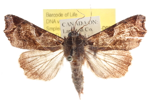  ( - BIOUG16764-D02)  @14 [ ] CreativeCommons - Attribution (2014) CBG Photography Group Centre for Biodiversity Genomics