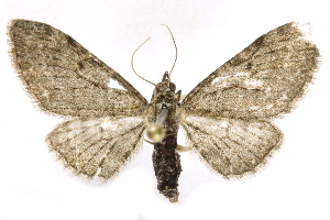  (Eupithecia fletcherata - BIOUG24423-F04)  @14 [ ] CreativeCommons - Attribution (2015) CBG Photography Group Centre for Biodiversity Genomics