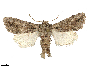  ( - CBG-B15991-A01)  @11 [ ] CreativeCommons - Attribution Share - Alike (2025) CBG Photography Group Centre for Biodiversity Genomics