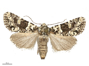  ( - CBG-B15991-A05)  @11 [ ] CreativeCommons - Attribution Share - Alike (2025) CBG Photography Group Centre for Biodiversity Genomics