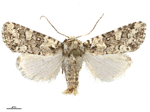  ( - CBG-B15991-A06)  @11 [ ] CreativeCommons - Attribution Share - Alike (2025) CBG Photography Group Centre for Biodiversity Genomics