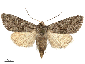  ( - CBG-B15991-A07)  @11 [ ] CreativeCommons - Attribution Share - Alike (2025) CBG Photography Group Centre for Biodiversity Genomics