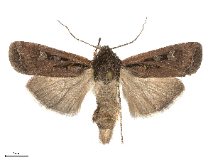  ( - CBG-B15991-B02)  @11 [ ] CreativeCommons - Attribution Share - Alike (2025) CBG Photography Group Centre for Biodiversity Genomics