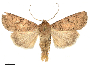  ( - CBG-B15991-B04)  @11 [ ] CreativeCommons - Attribution Share - Alike (2025) CBG Photography Group Centre for Biodiversity Genomics