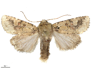  ( - CBG-B15991-B07)  @11 [ ] CreativeCommons - Attribution Share - Alike (2025) CBG Photography Group Centre for Biodiversity Genomics