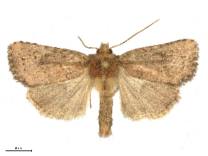  ( - CBG-B15991-C04)  @11 [ ] CreativeCommons - Attribution Share - Alike (2025) CBG Photography Group Centre for Biodiversity Genomics