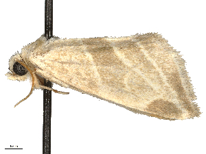  ( - CBG-B15991-C09)  @11 [ ] CreativeCommons - Attribution Share - Alike (2025) CBG Photography Group Centre for Biodiversity Genomics