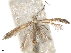  ( - CBG-B15991-D06)  @11 [ ] CreativeCommons - Attribution Share - Alike (2025) CBG Photography Group Centre for Biodiversity Genomics