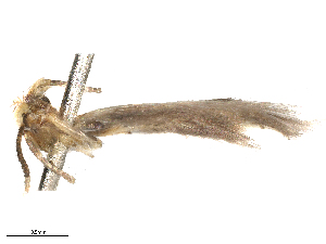  ( - CBG-B15991-D09)  @11 [ ] CreativeCommons - Attribution Share - Alike (2025) CBG Photography Group Centre for Biodiversity Genomics