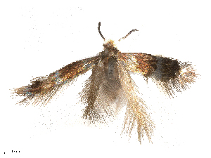  ( - CBG-B15991-E05)  @11 [ ] CreativeCommons - Attribution Share - Alike (2025) CBG Photography Group Centre for Biodiversity Genomics