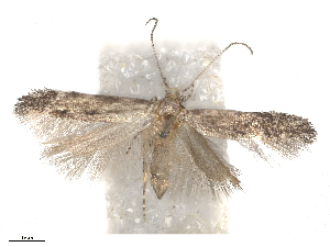  ( - CBG-B15991-E07)  @11 [ ] CreativeCommons - Attribution Share - Alike (2025) CBG Photography Group Centre for Biodiversity Genomics