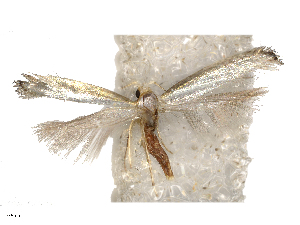  ( - CBG-B15991-E12)  @11 [ ] CreativeCommons - Attribution Share - Alike (2025) CBG Photography Group Centre for Biodiversity Genomics