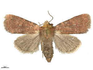  ( - CBG-B15991-F09)  @11 [ ] CreativeCommons - Attribution Share - Alike (2025) CBG Photography Group Centre for Biodiversity Genomics