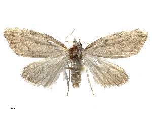  ( - CBG-B15991-G09)  @11 [ ] CreativeCommons - Attribution Share - Alike (2025) CBG Photography Group Centre for Biodiversity Genomics