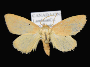  ( - KSLEP1039-17)  @13 [ ] Copyright (2017) Kenneth H Stead Canadian National Collection of Insects, Arachnids and Nematodes