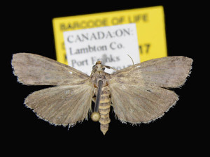  ( - KSLEP1042-17)  @13 [ ] Copyright (2017) Kenneth H Stead Canadian National Collection of Insects, Arachnids and Nematodes