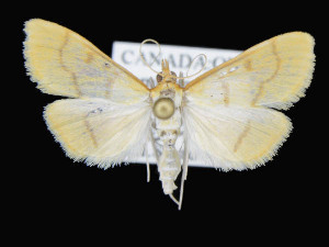  ( - KSLEP1046-17)  @14 [ ] Copyright (2017) Kenneth H Stead Canadian National Collection of Insects, Arachnids and Nematodes