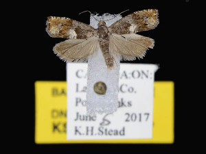  ( - KSLEP1054-17)  @13 [ ] Copyright (2017) Kenneth H Stead Canadian National Collection of Insects, Arachnids and Nematodes