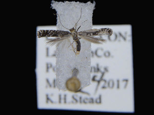  ( - KSLEP1068-17)  @12 [ ] Copyright (2017) Kenneth H Stead Canadian National Collection of Insects, Arachnids and Nematodes