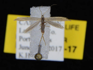  ( - KSLEP1071-17)  @13 [ ] Copyright (2017) Kenneth H Stead Canadian National Collection of Insects, Arachnids and Nematodes