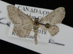 ( - KSLEP1314)  @11 [ ] Copyright (2018) Kenneth H Stead Canadian National Collection of Insects, Arachnids and Nematodes