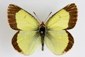  (Colias palaeno - KS0133)  @15 [ ] Unspecified (default): All Rights Reserved  Unspecified Unspecified