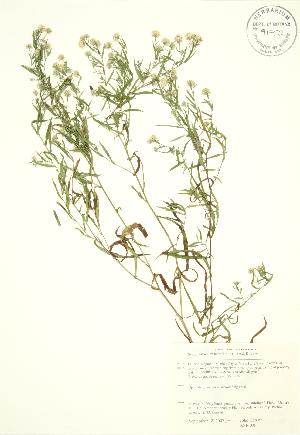  ( - KSR 005)  @11 [ ] Copyright (2009) Steven Newmaster University of Guelph BIO Herbarium
