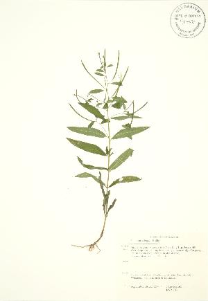  ( - KSR 003)  @11 [ ] Copyright (2009) Steven Newmaster University of Guelph BIO Herbarium
