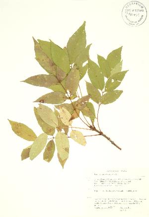  ( - AP415)  @11 [ ] Copyright (2009) Steven Newmaster University of Guelph BIO Herbarium