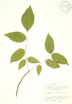  ( - AP410)  @11 [ ] Copyright (2009) Steven Newmaster University of Guelph BIO Herbarium