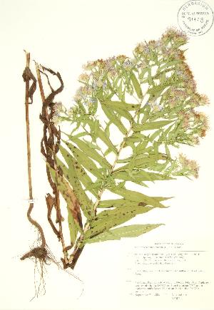  ( - AP402)  @11 [ ] Copyright (2009) Steven Newmaster University of Guelph BIO Herbarium