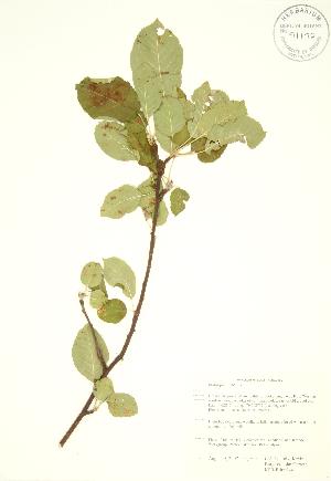  ( - KSRB 044)  @11 [ ] Copyright (2009) Steven Newmaster University of Guelph BIO Herbarium