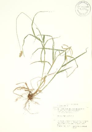  ( - AP288)  @11 [ ] Copyright (2009) Steven Newmaster University of Guelph BIO Herbarium