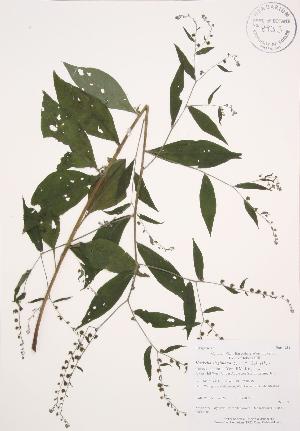  (Hackelia virginiana - AP251b)  @11 [ ] Copyright (2009) Steven Newmaster University of Guelph BIO Herbarium