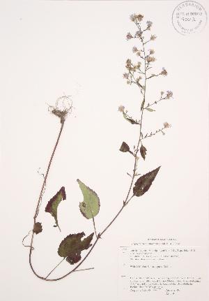  ( - AP339)  @11 [ ] Copyright (2009) Steven Newmaster University of Guelph BIO Herbarium