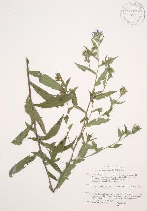  ( - AP318)  @11 [ ] Copyright (2009) Steven Newmaster University of Guelph BIO Herbarium