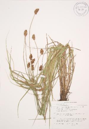  ( - AP257)  @11 [ ] Copyright (2009) Steven Newmaster University of Guelph BIO Herbarium